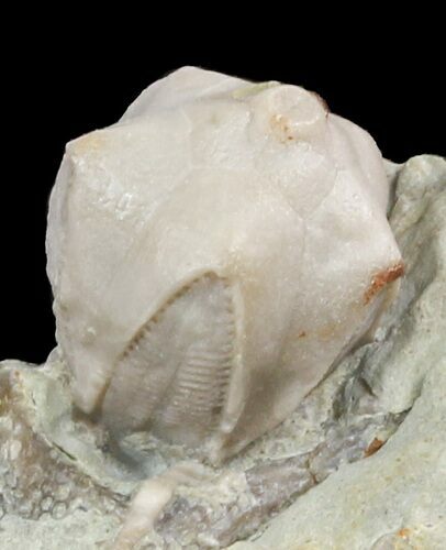 Blastoid (Pentremites) Fossil - Illinois #48653